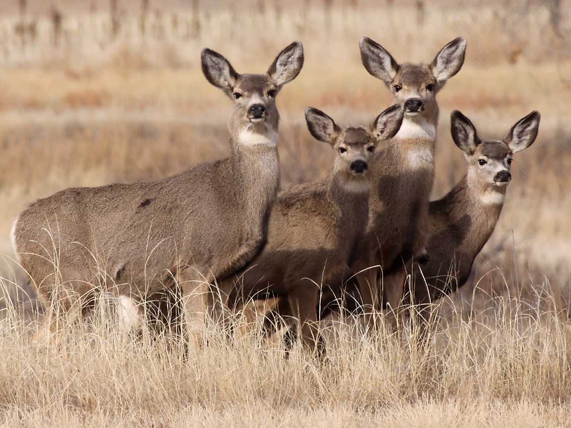 🔥 Download Mule Deer Wallpaper Colorado Usa by @victorellis | Mule Deer ...