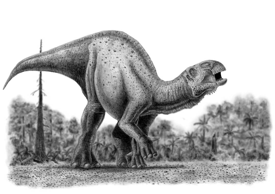 Iguanodon Facts And Pictures