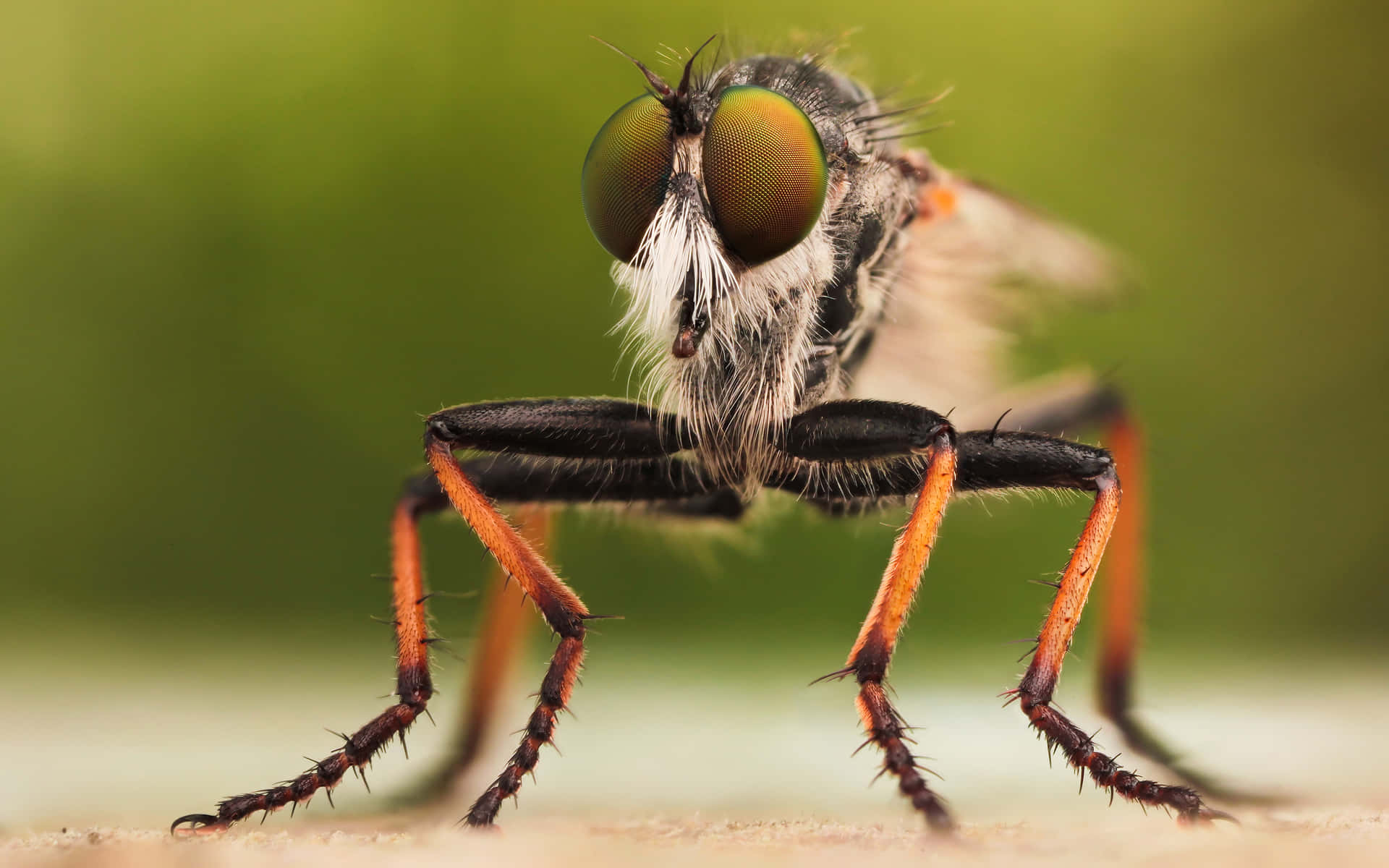 Black Orange Insects Xhvk8ooinytzkj6s Wallpaper