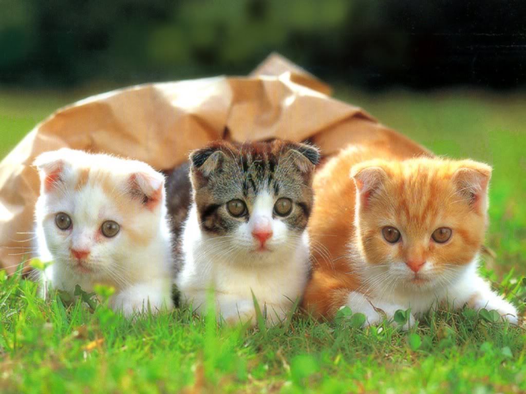 Cute DogsPets Cute Cats and Kittens Pictures and Wallpapers