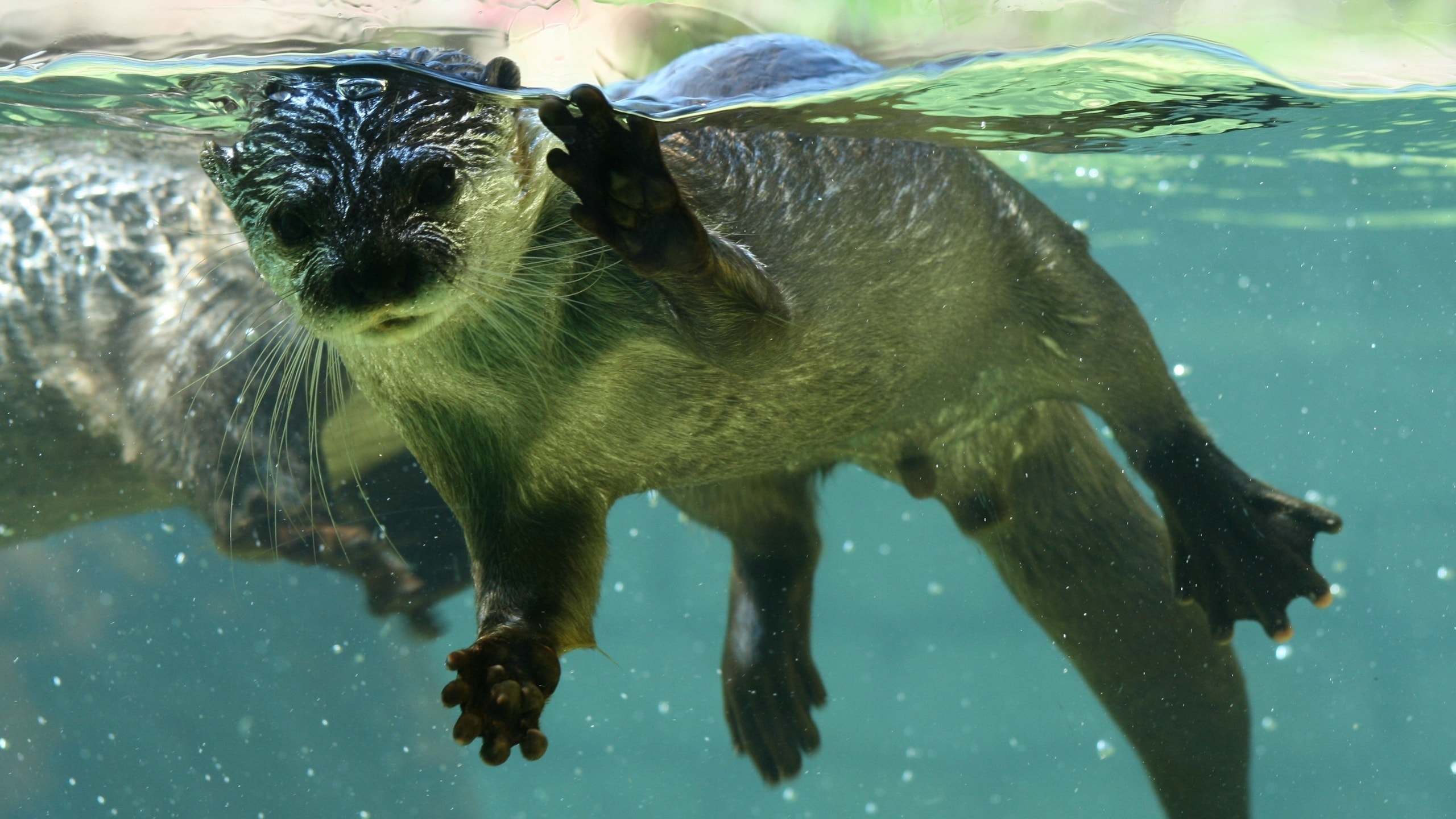 Nutria HD Wallpaper 7wallpaper Net