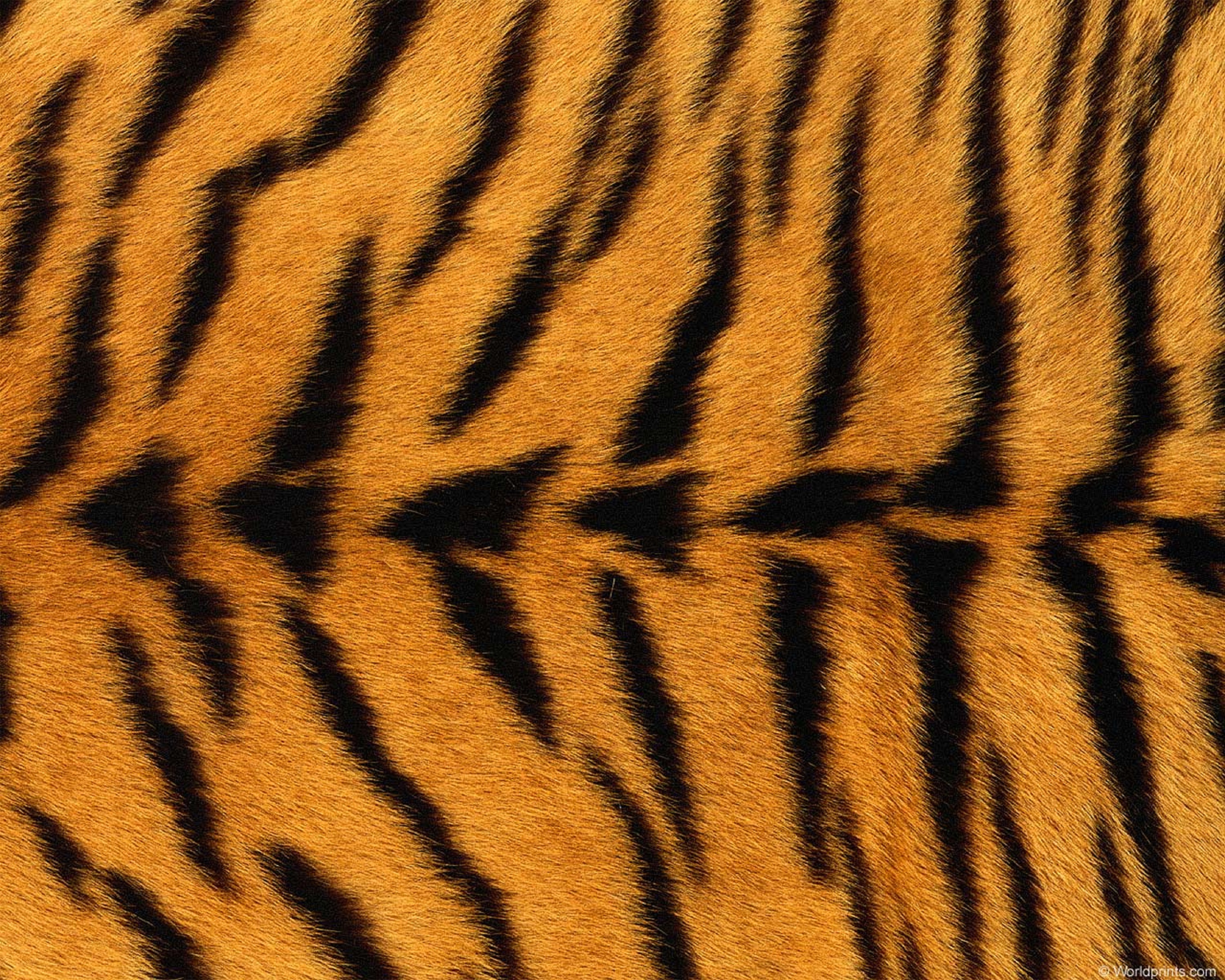 [32+] Tiger Fur Wallpapers | WallpaperSafari