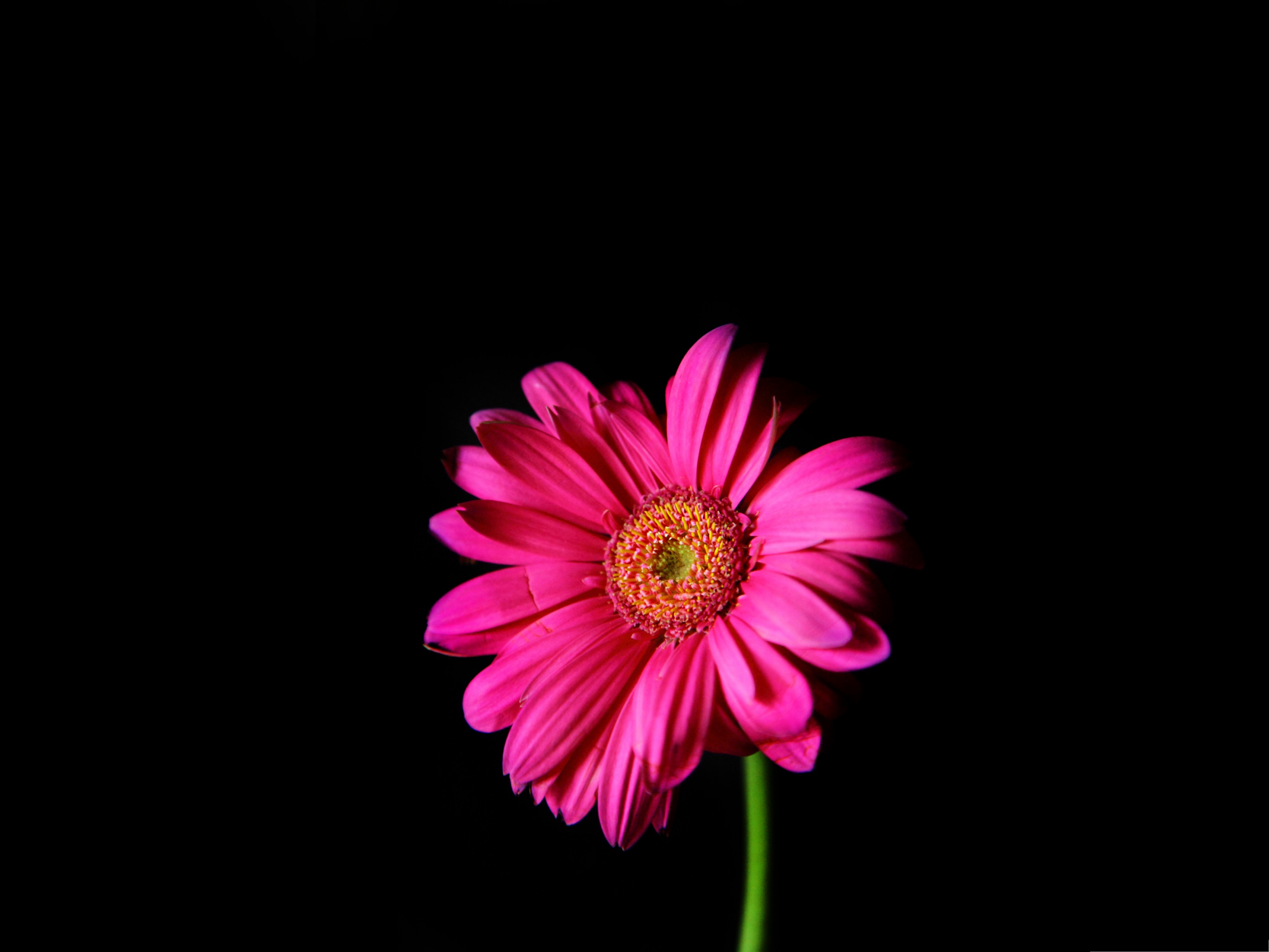 Wallpapers for Computer Hot Pink Gerber Daisy on Dark Background 2800x2100