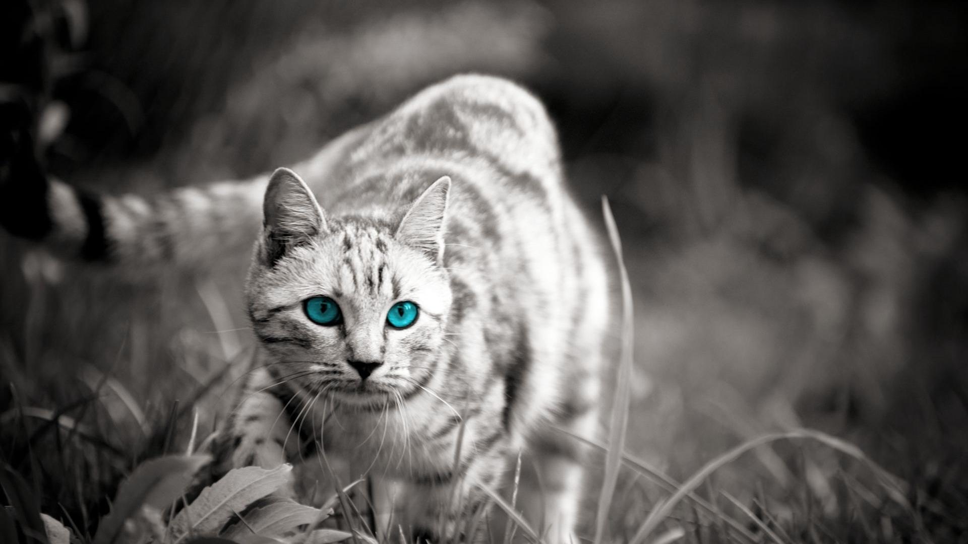 Cute Wild Cats Background Widescreen And HD Background Wallpaper
