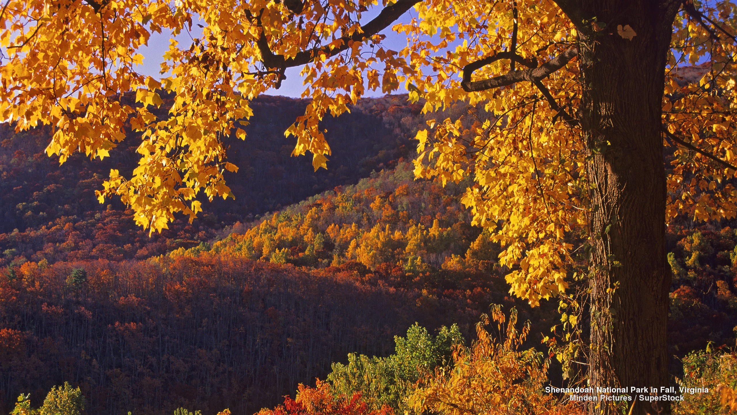 Shenandoah National Park In Virginia HD Wallpaper Background