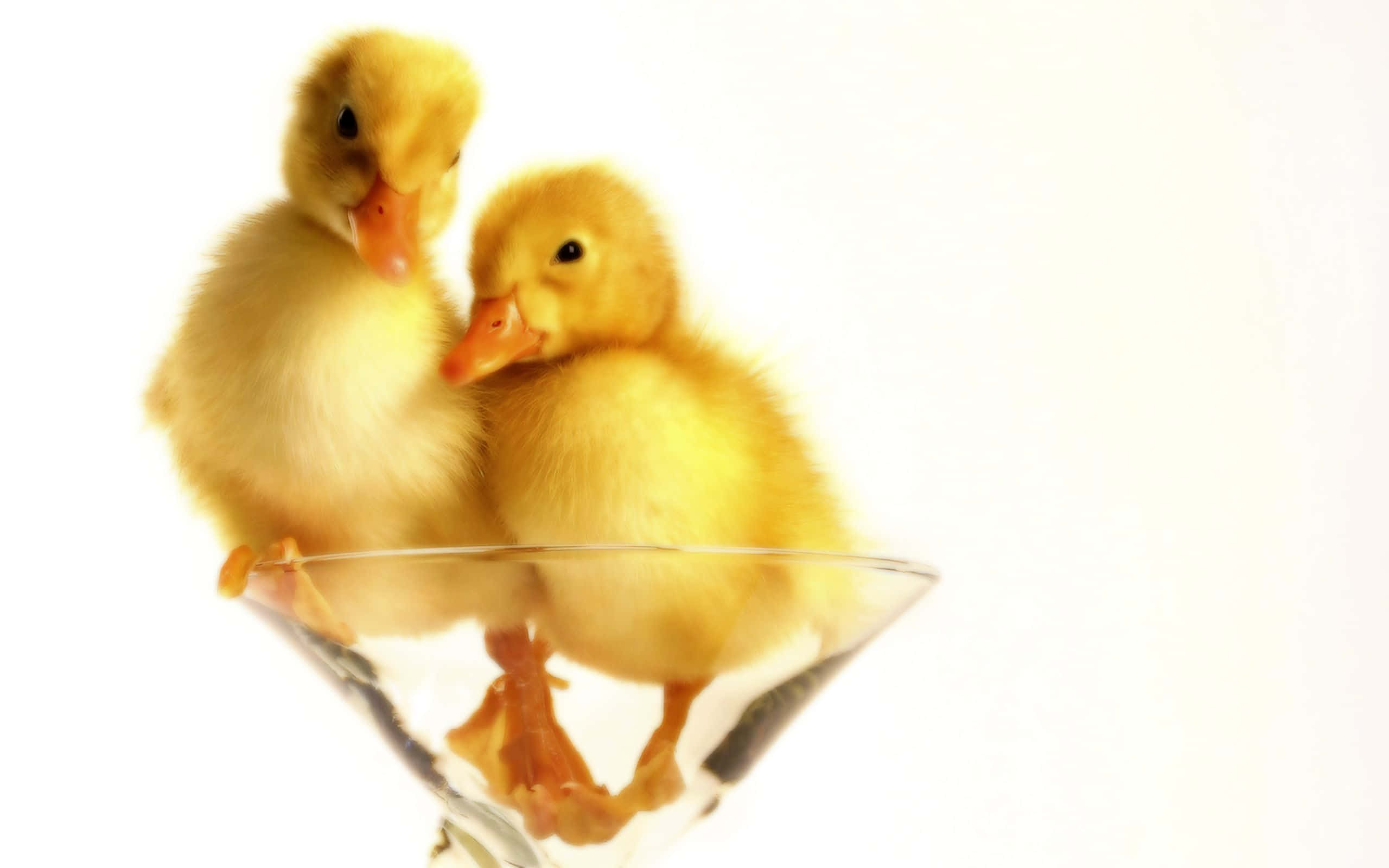 Baby Duck Background Wallpaper