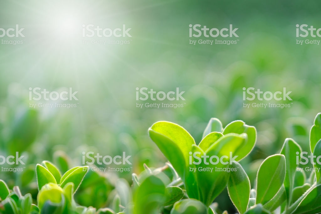Close Up Of Nature Green Leaves On Greenery Blurred