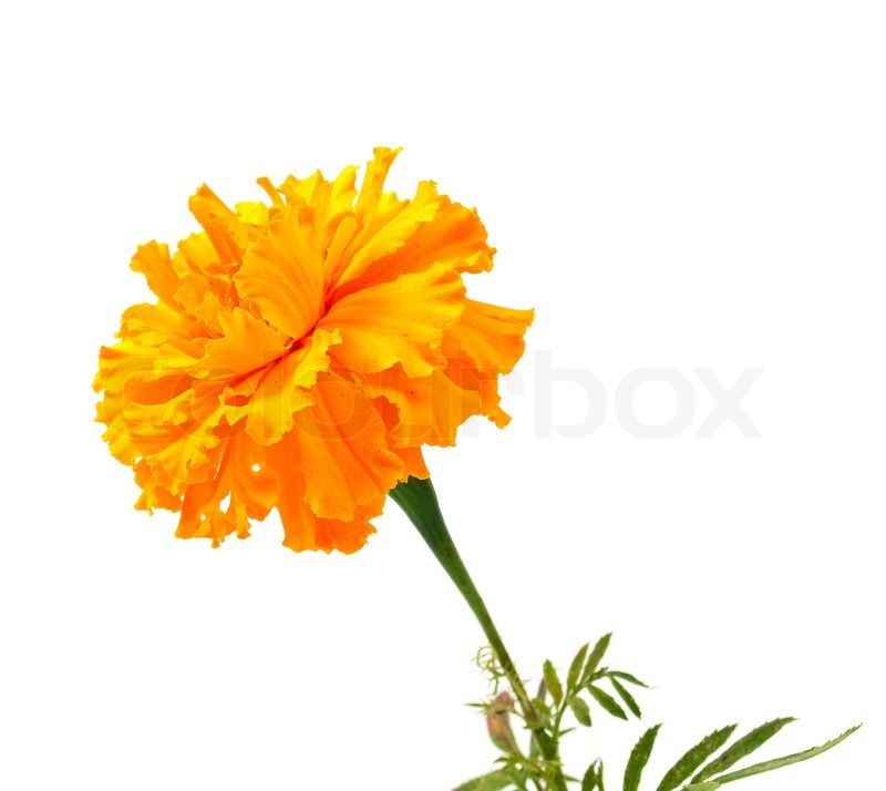 Marigold Flower On A White Background Stock Photo Colourbox
