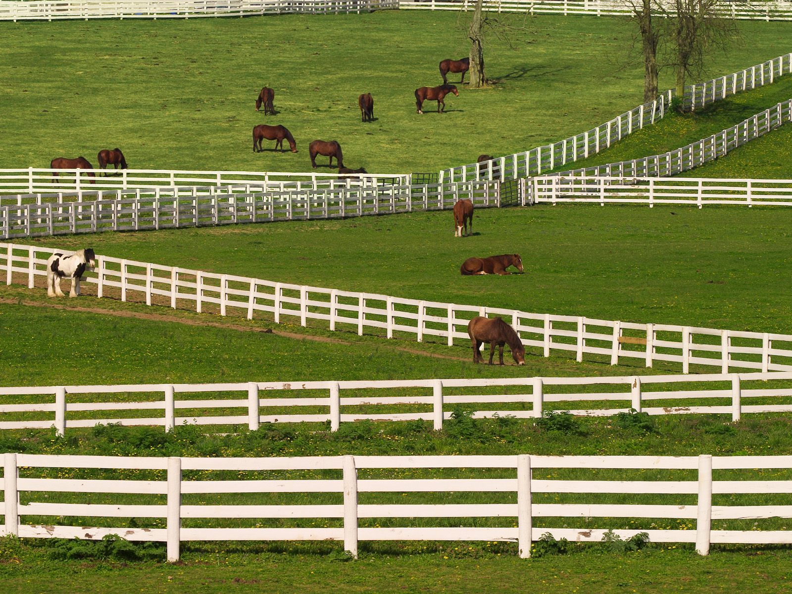 Thoroughbred Horses Lexington Kentucky Wallpaper Hq