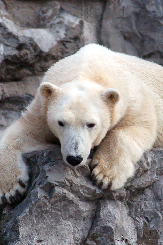Polar Bears iPhone Wallpaper