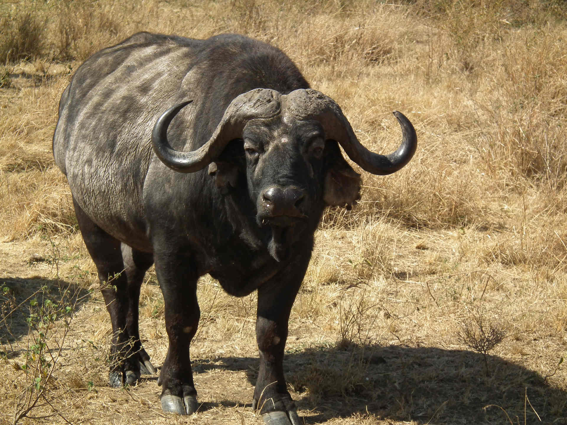 African Buffalo Wallpaper X