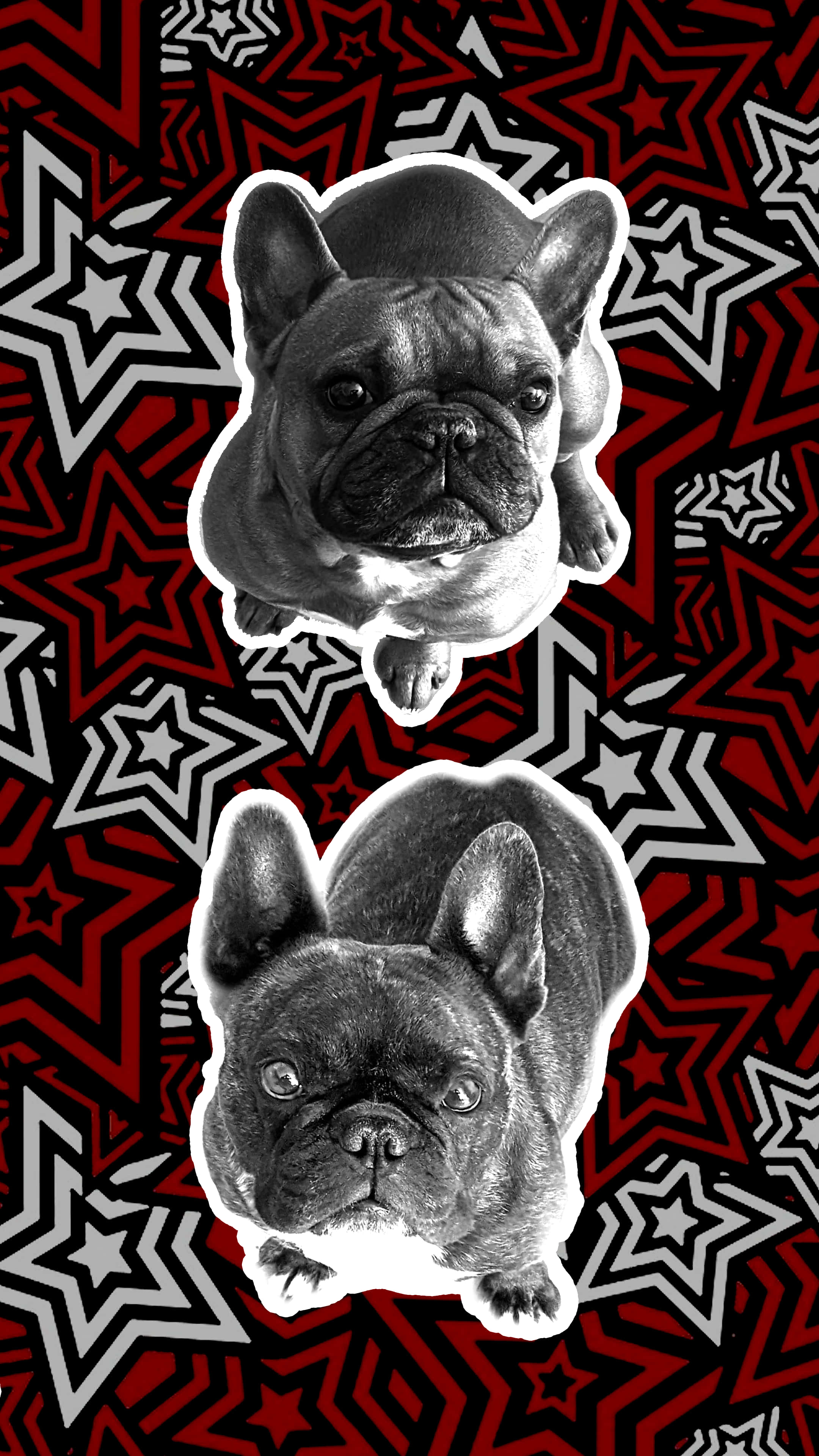 French Bulldog Picture Wallpaper