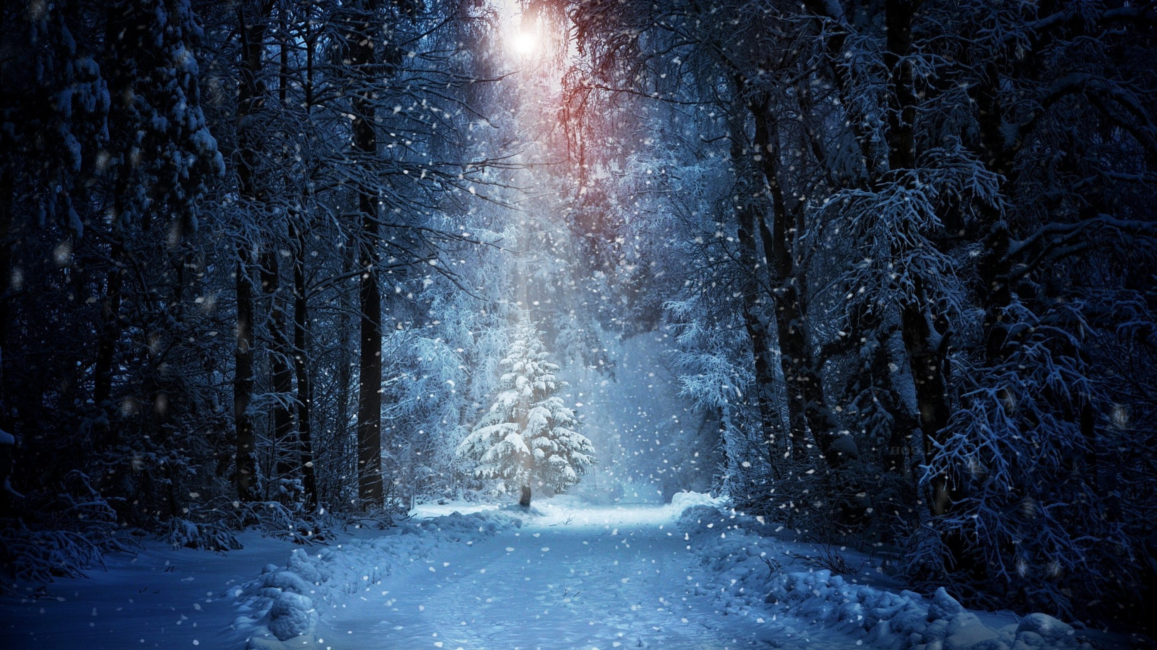 A snowy path winds through a snow-covered forest at night, bathed in the soft glow of moonlight, creating a serene winter wonderland