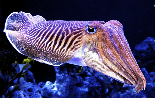 Cuddly Cuttlefish By Zhe Universe