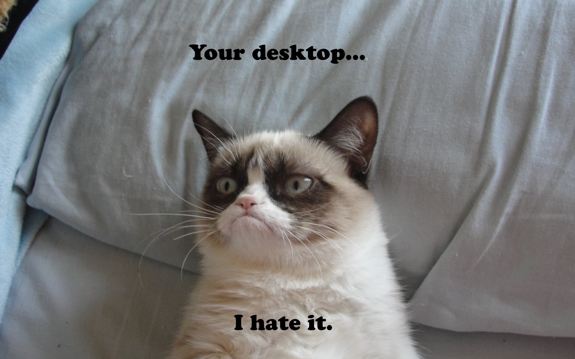 Funny Meme Wallpaper