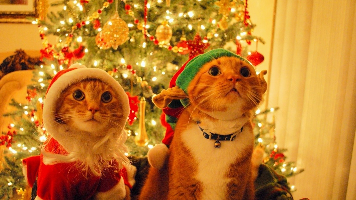 Download Cats dressed up for Christmas wallpaper