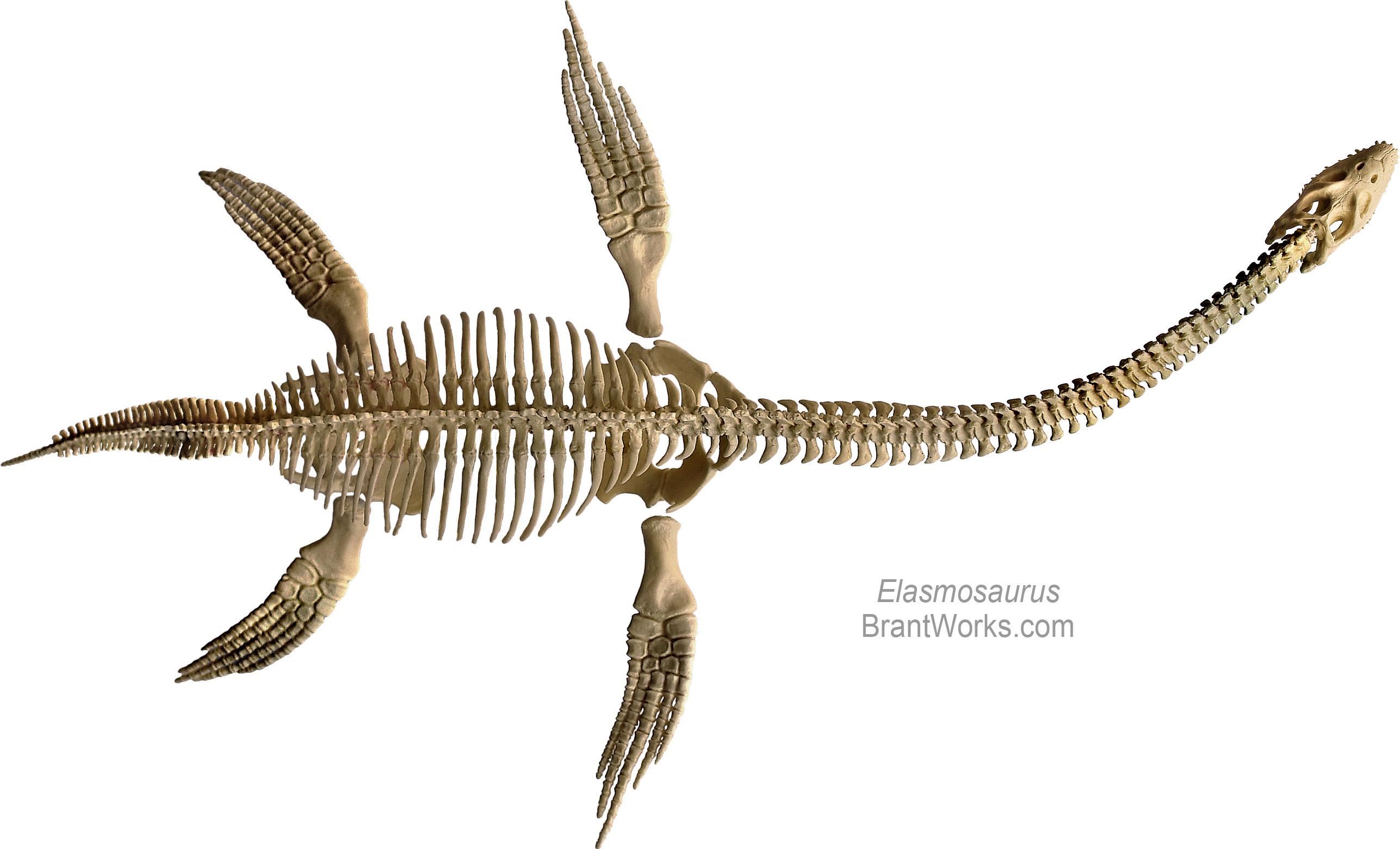 Dinosaur Skeleton Brantworks Scale Model S 19