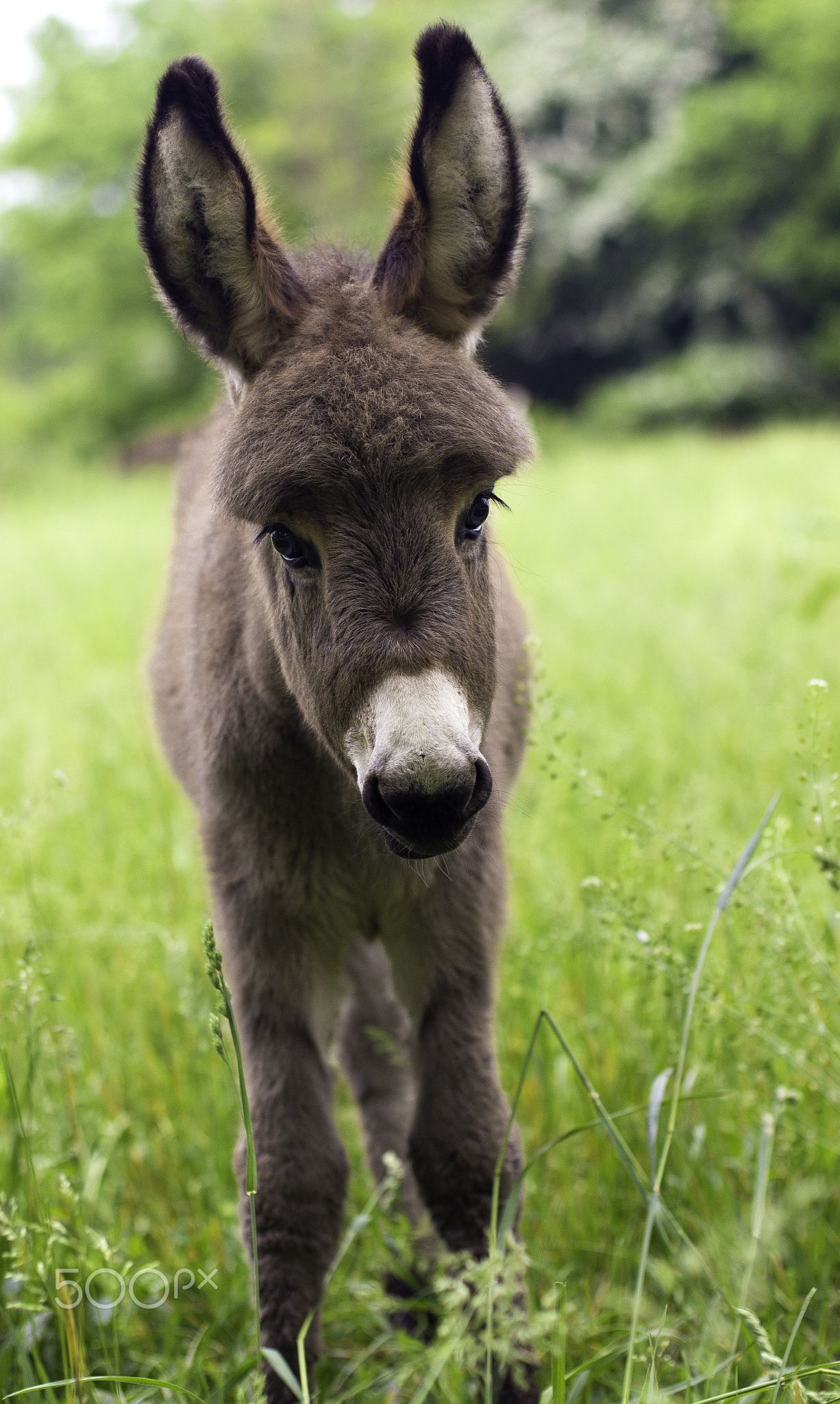 Beautiful Baby Donkey In Italy Wallpaper