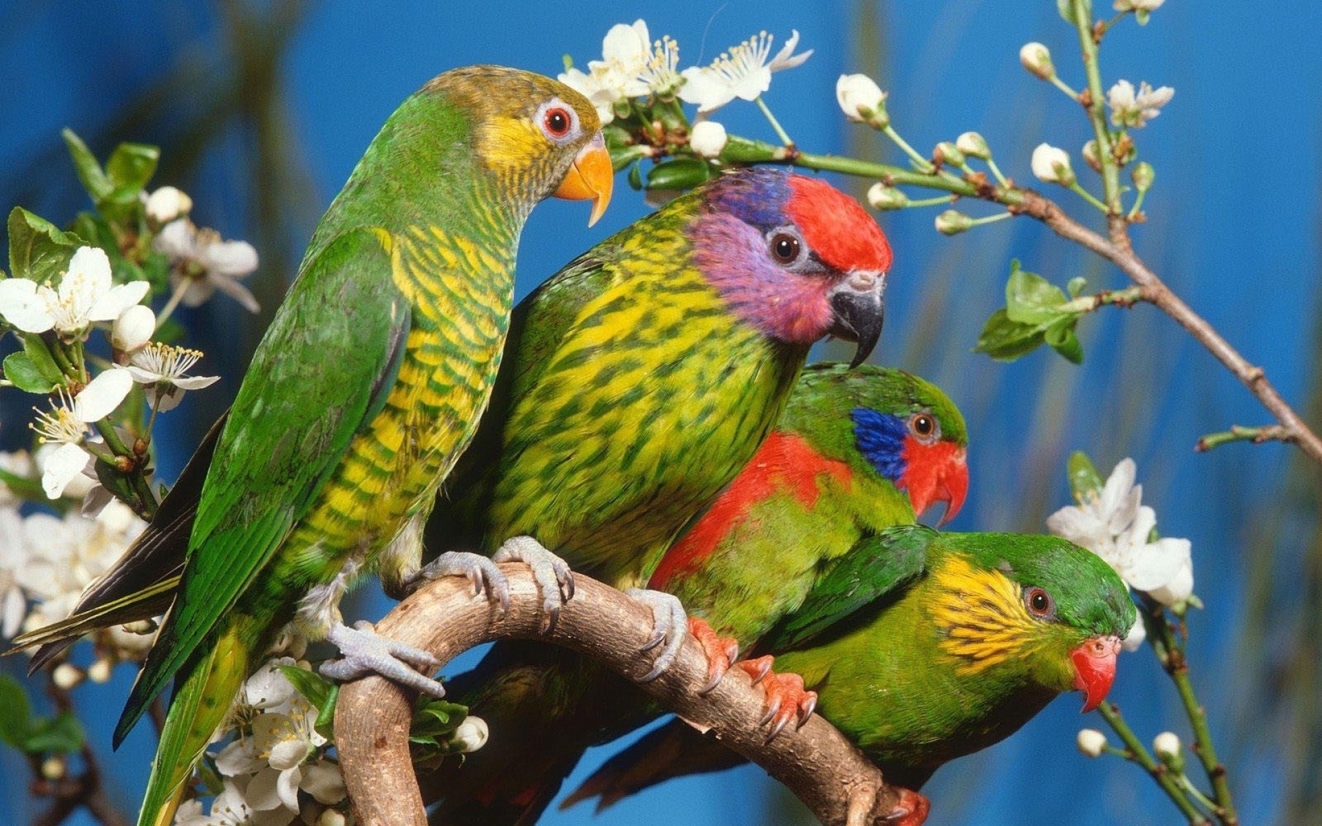 Parrot HD Wallpaper Background Image