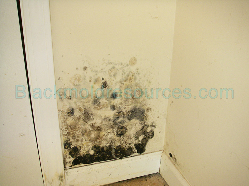 Black Mold Pictures Thumbs Jpg