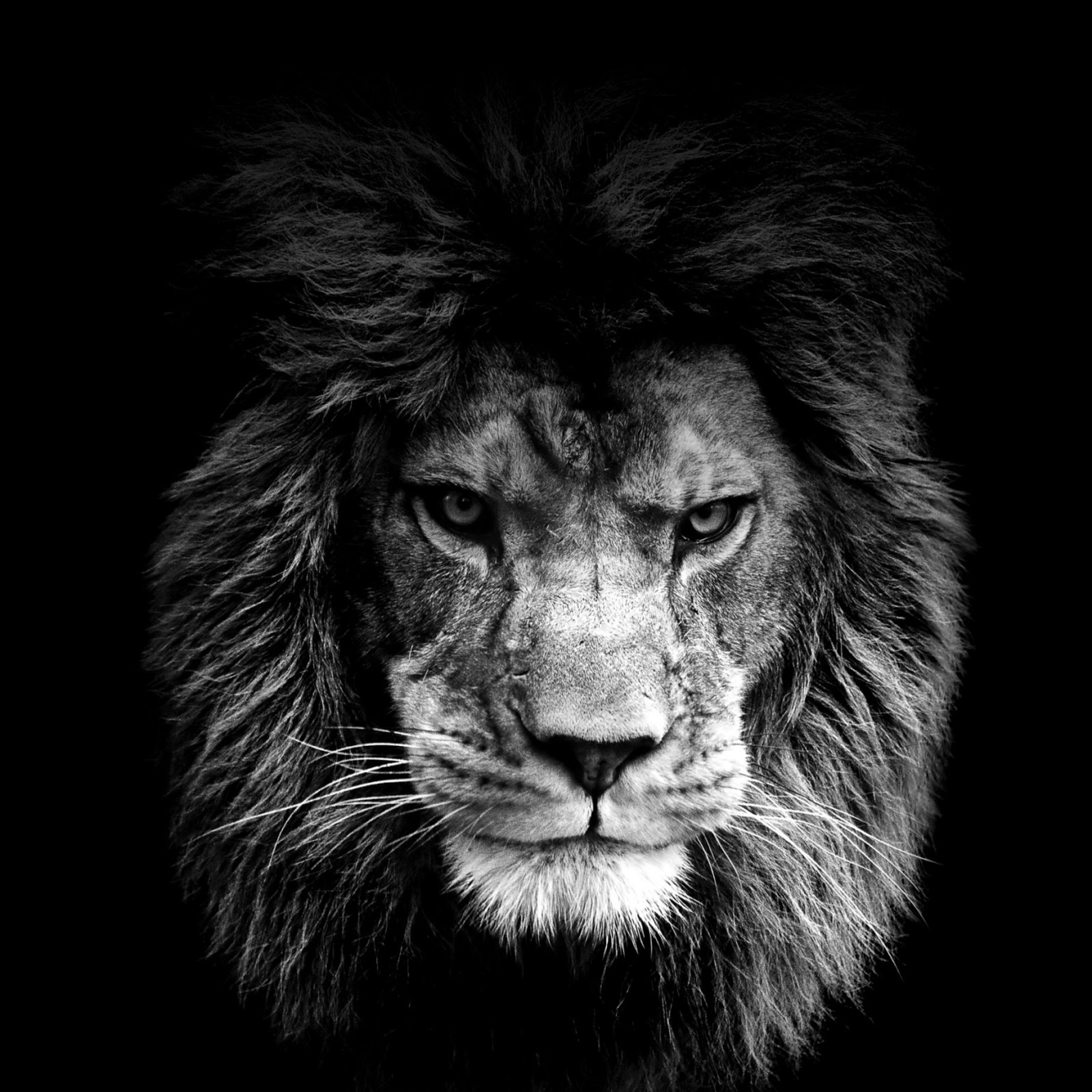 Lion Roaring Wallpaper Pixshark Image
