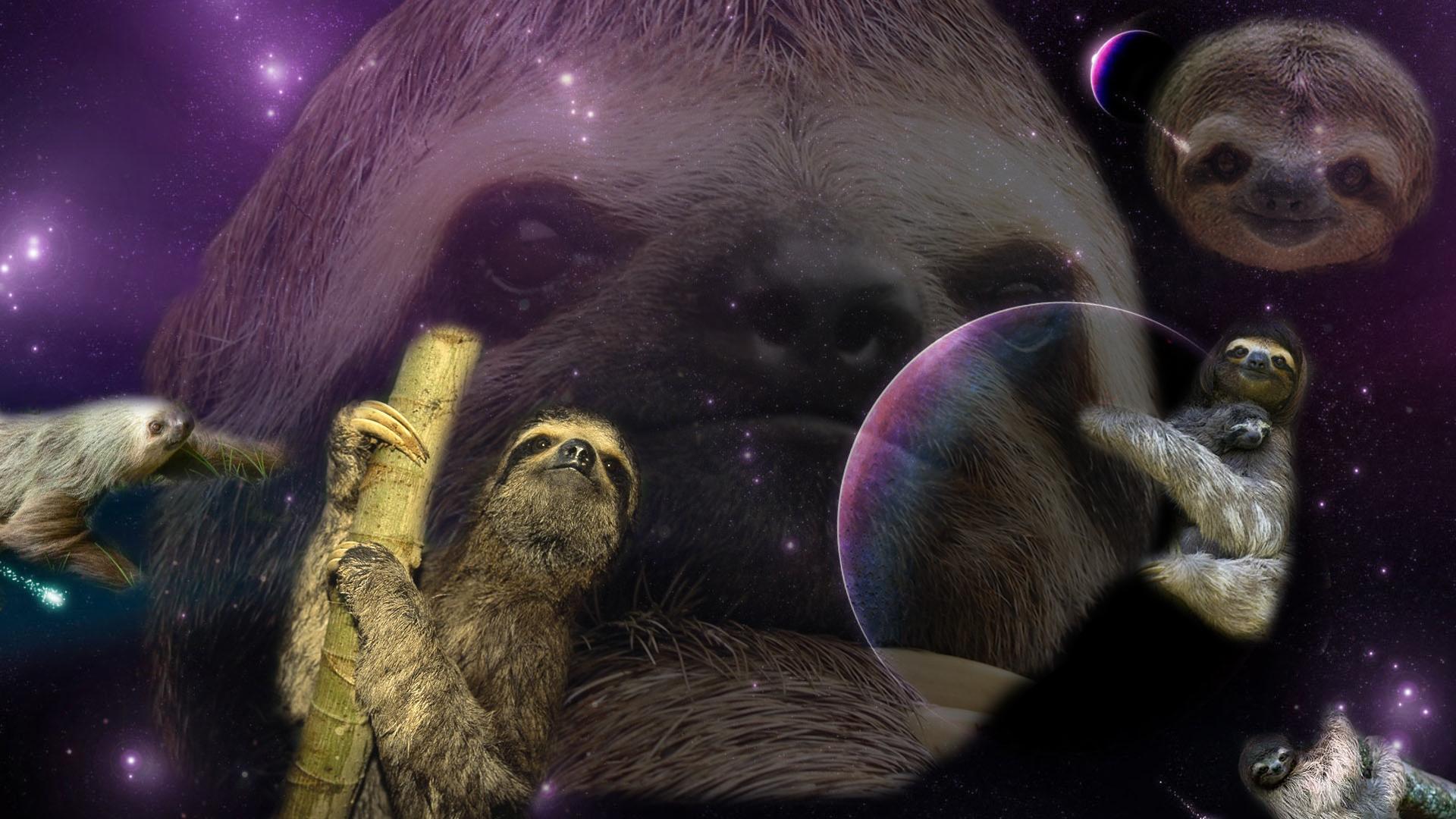 customized sloth wallpaper