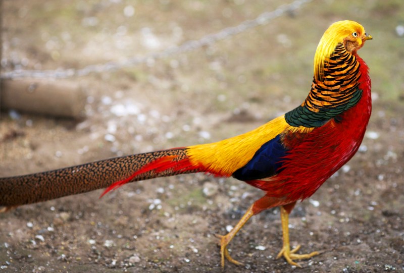 The Most Beautiful Exotic Birds In World
