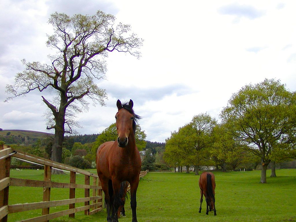 The Wallpaper Background Horse