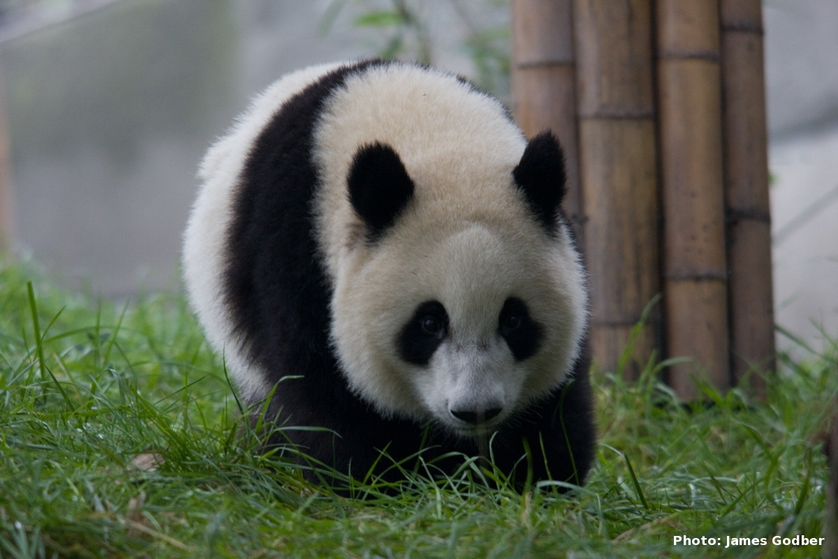 China Panda3 Giant Pandas and Climate Change Wallpaper HD