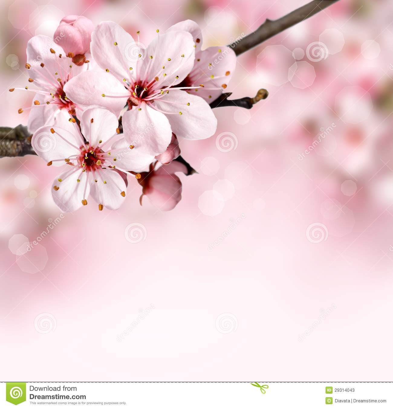 Vector Pink Spring Blossoms On Vines Digital Border Design By