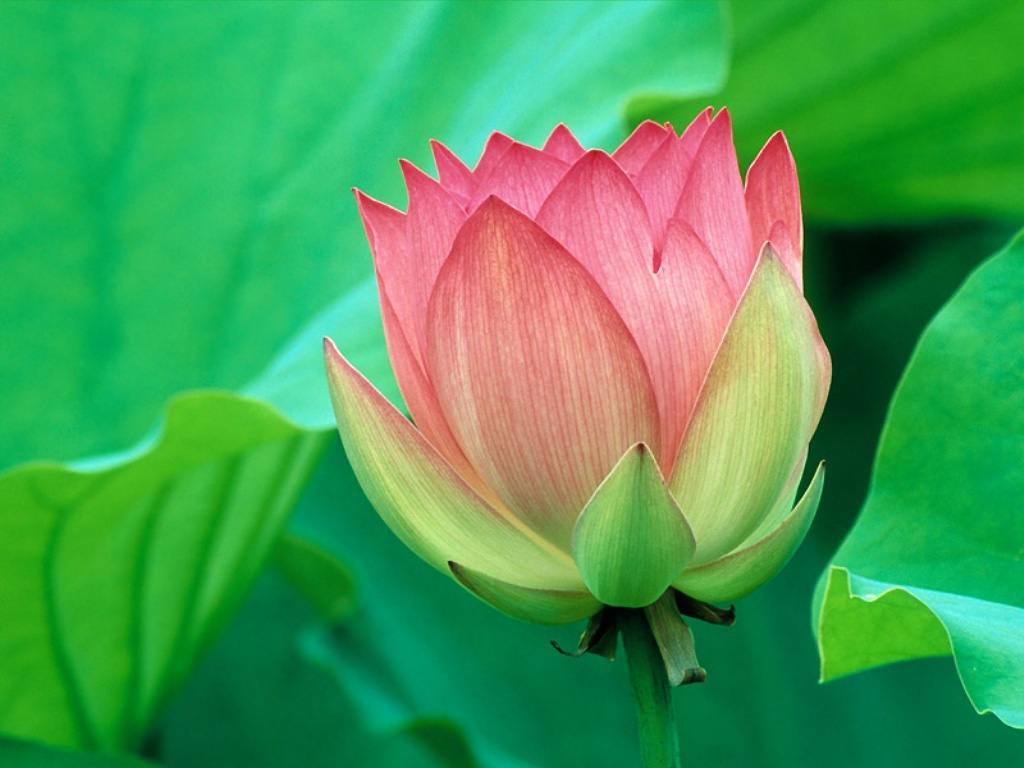 Wallpaper Flowers Of