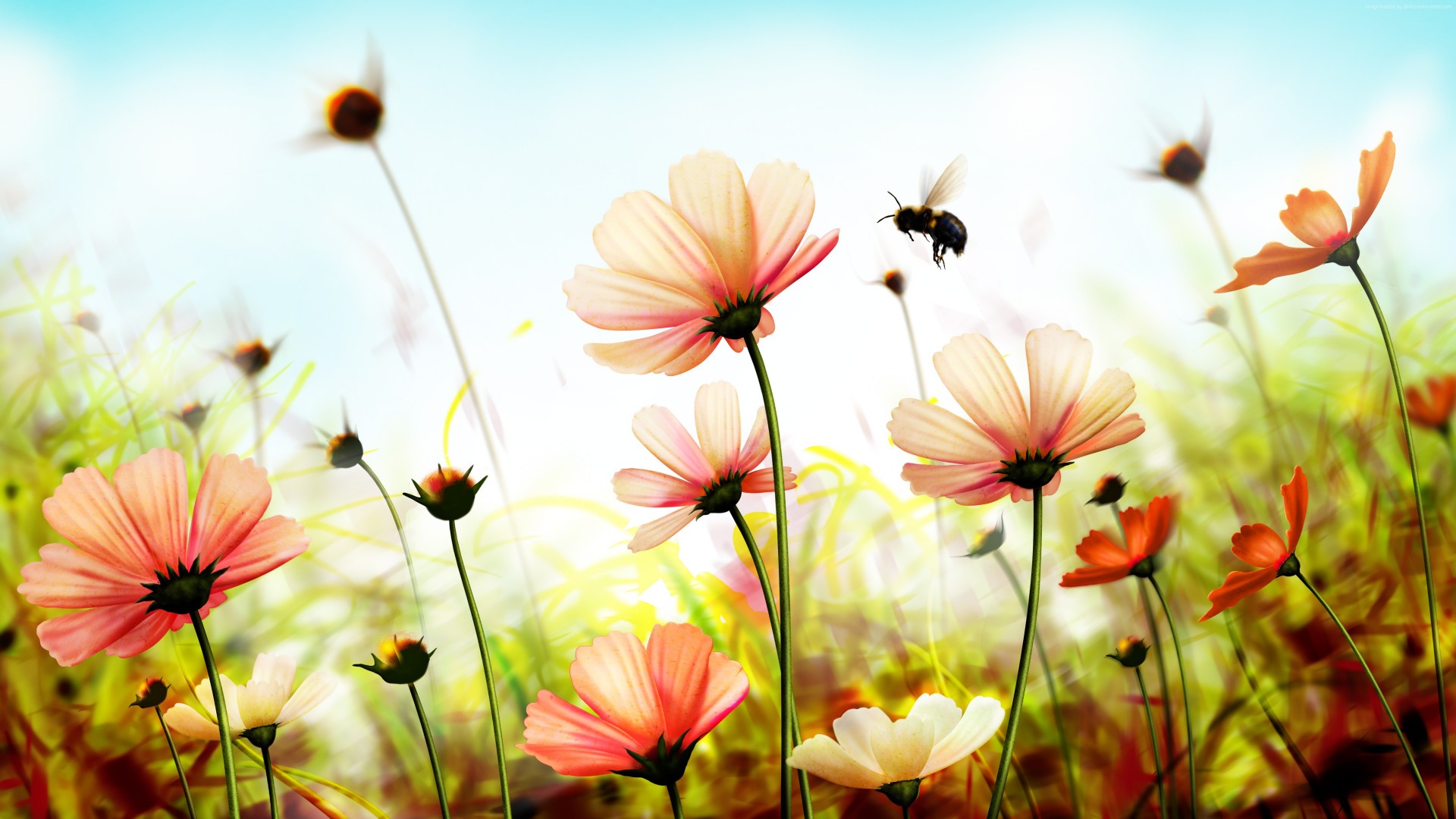 Natural Flowers Wallpaper Beautiful HD