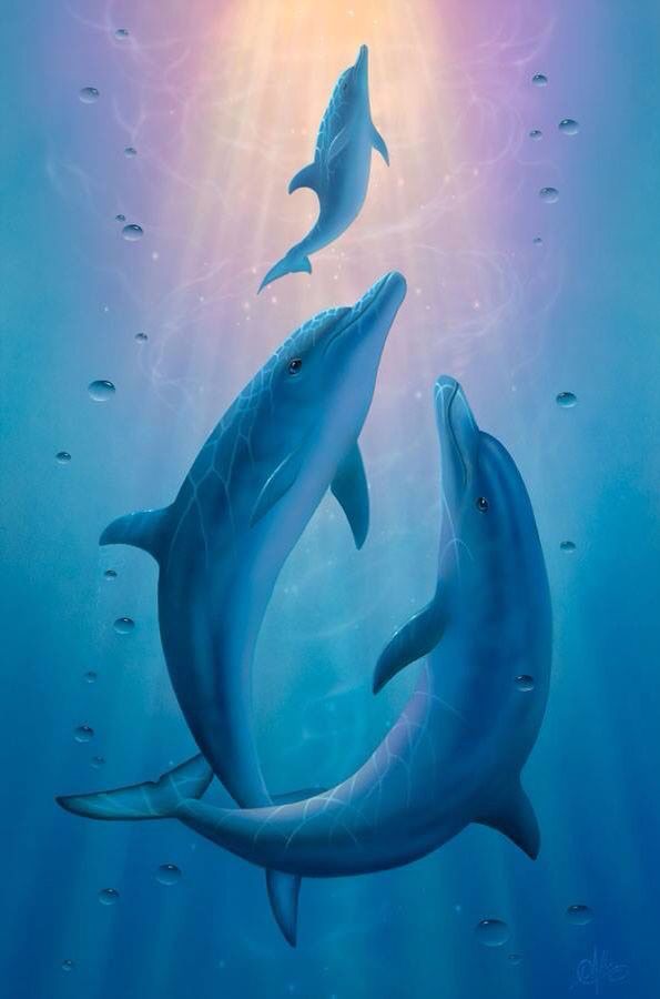 Cute Dolphin Wallpaper