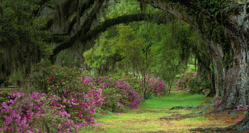 Stately Live Oaks In Magnolia Plantation And Gardens Charleston S C