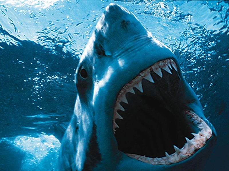 Re S Of Ware Dreadful Sharks Screensaver