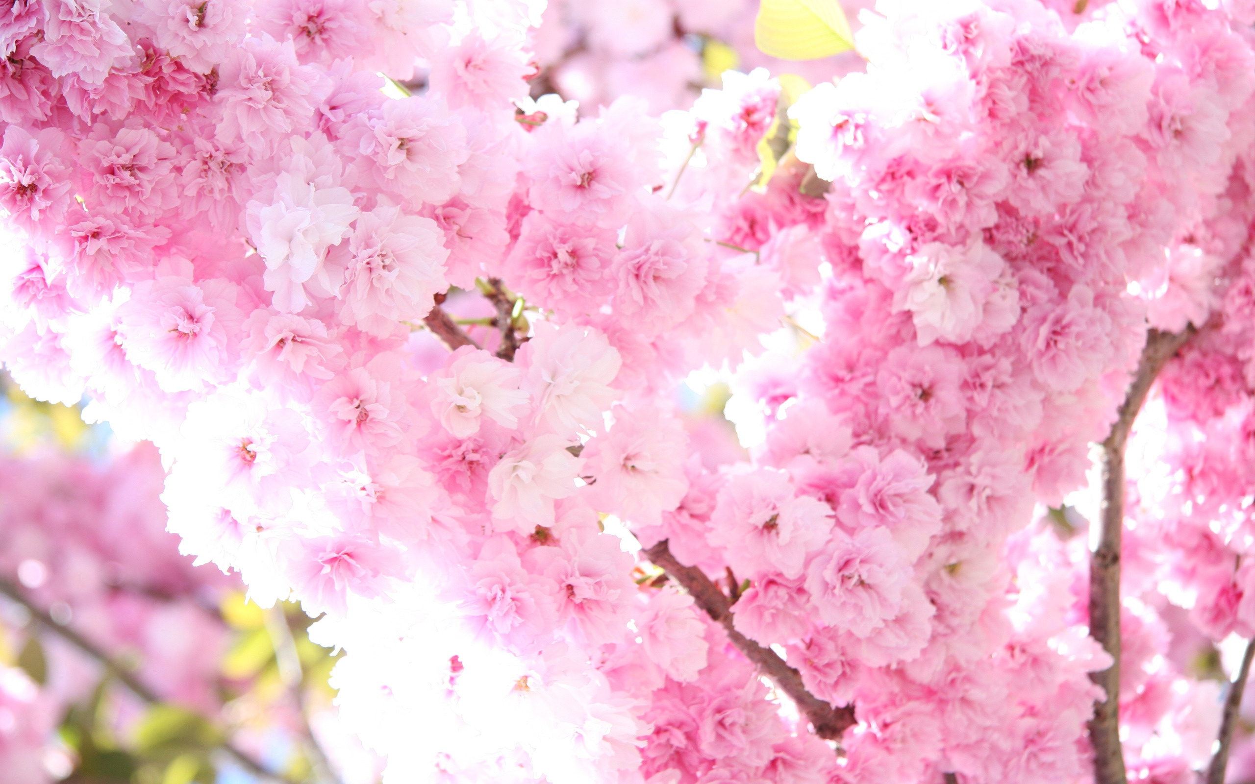 Pics Photos Sakura Flower Wallpaper Stock