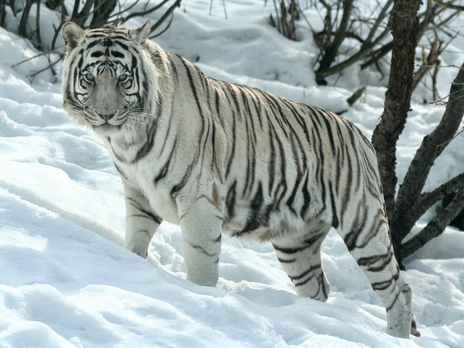  white tiger wallpapers white tiger desktop wallpapers white tiger 1600x1200