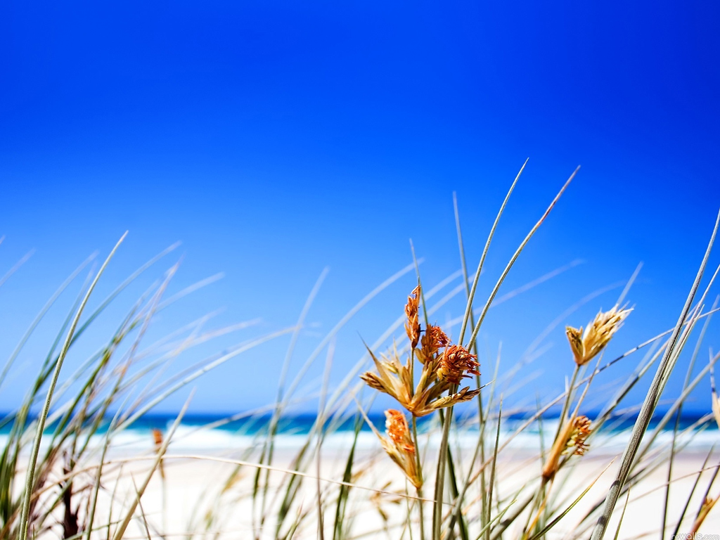 Desktop Wallpaper Of Summer Beach Grass Puter