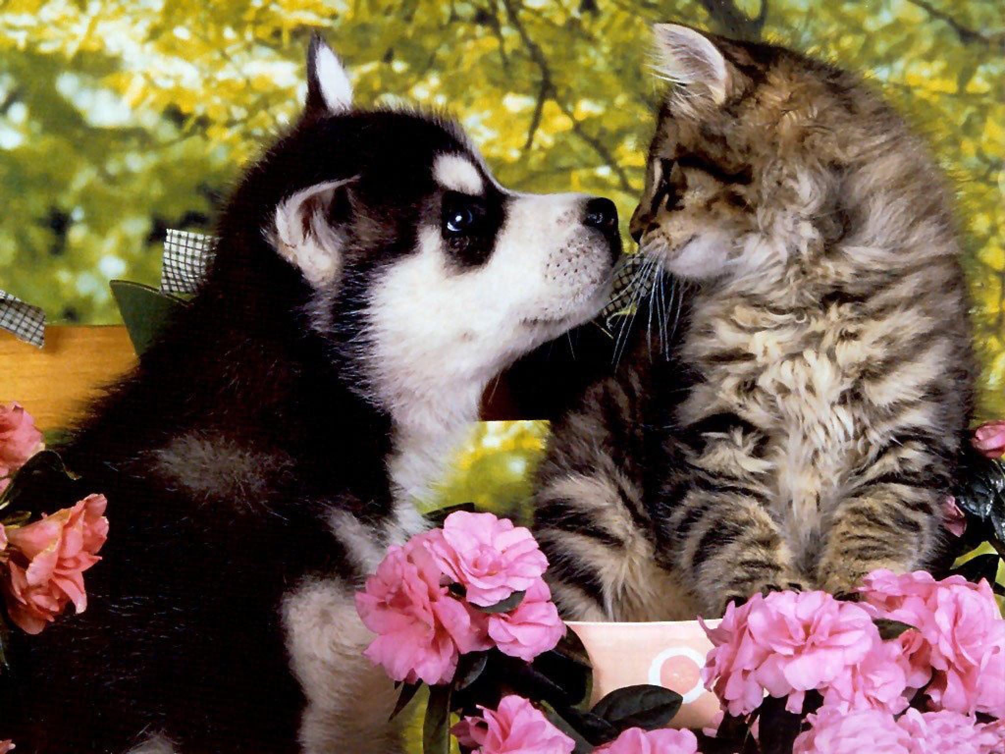 Puppies And Kittens Wallpaper