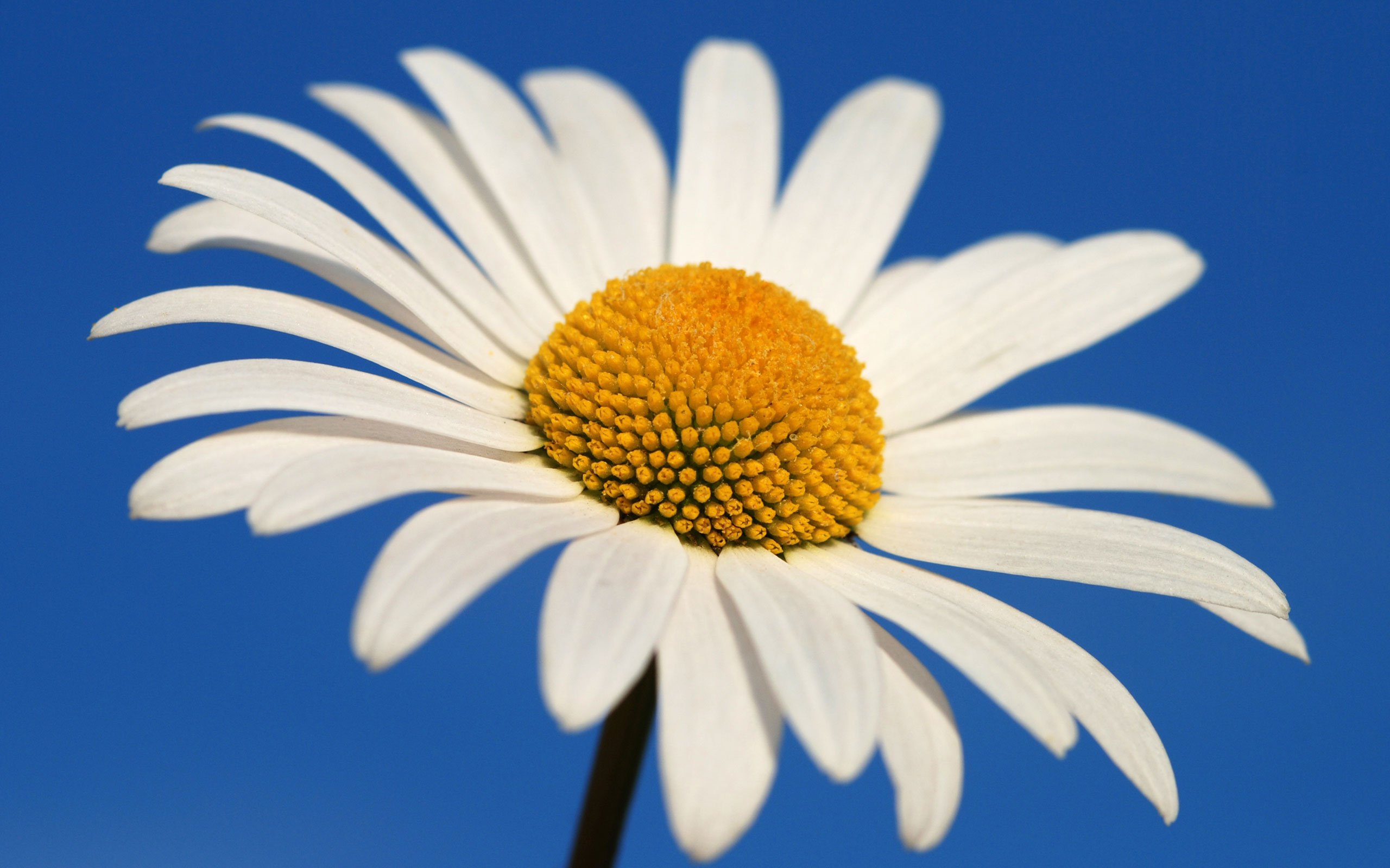 Glowing White Daisy Wallpapers HD Wallpapers