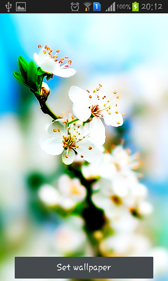 Spring Is Ing Live Wallpaper For Android