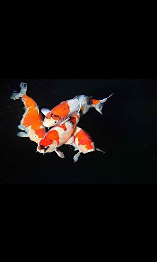 Koi Fish Live Wallpaper Lwp App For Android
