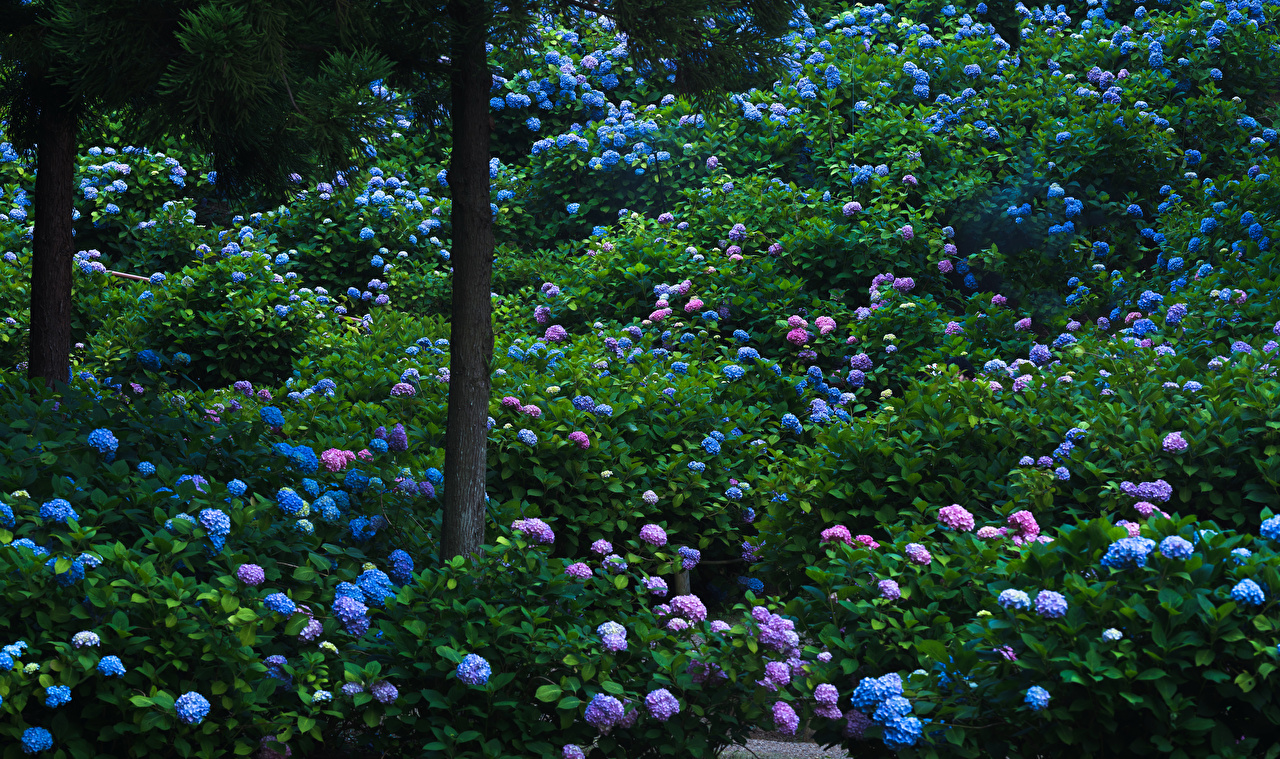 Desktop Wallpapers Kyoto Japan Gardens Flowers Hydrangea Trunk tree