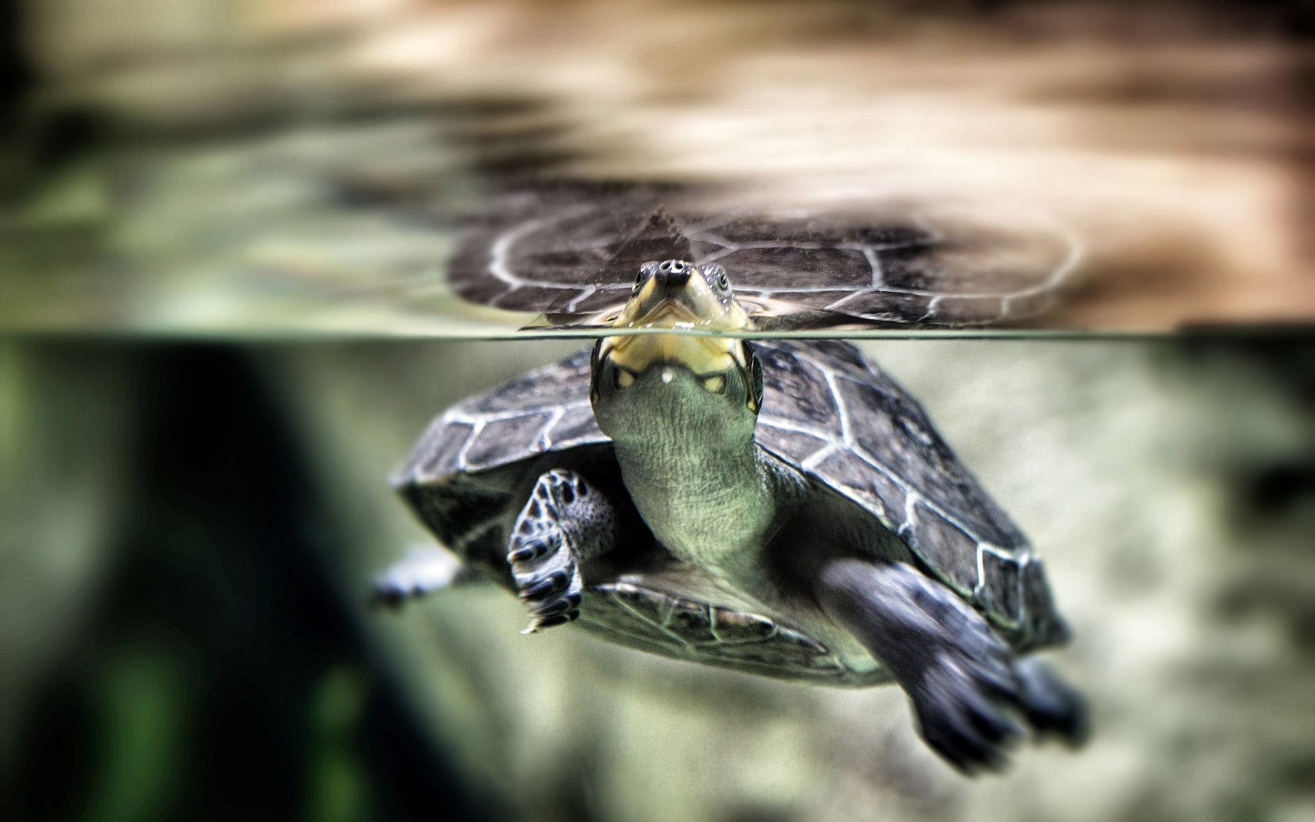 Animals Turtle Split Water Wallpaper And Background