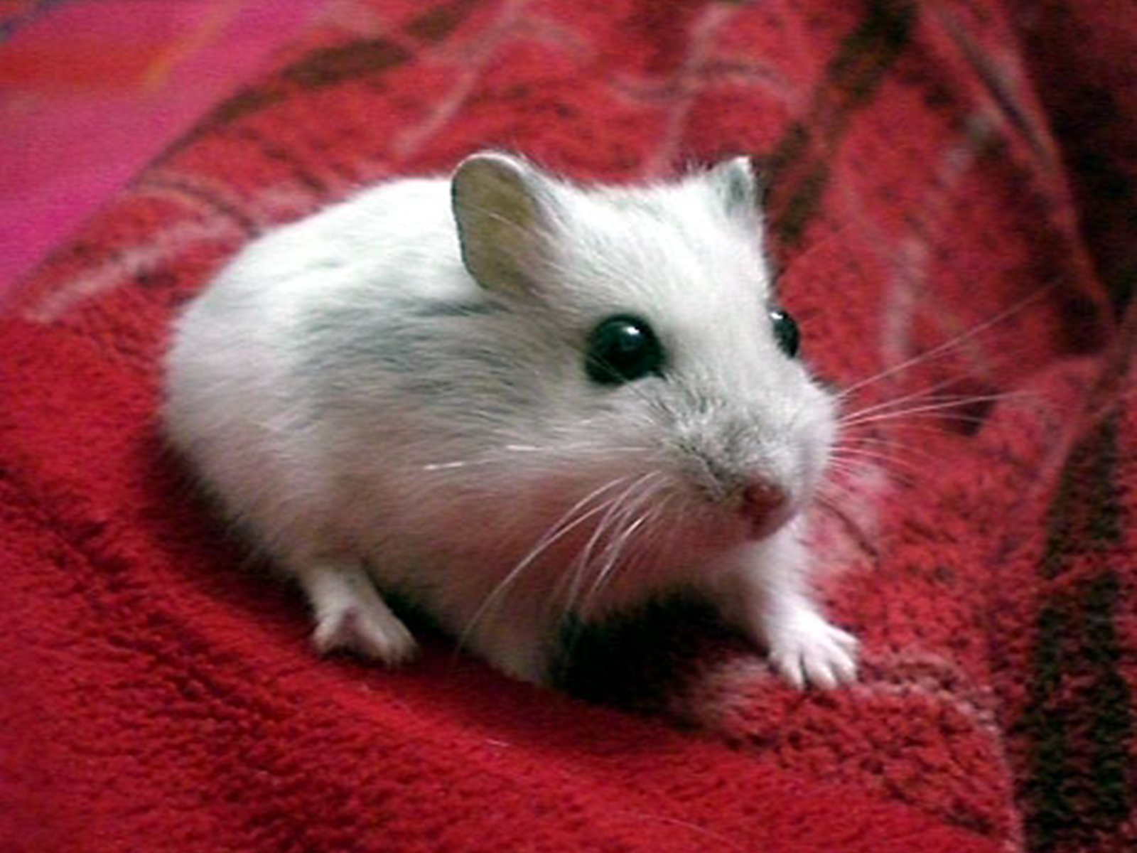 Cute Hamster WallpapersOther Pets Wallpapers Pictures Download 1600x1200