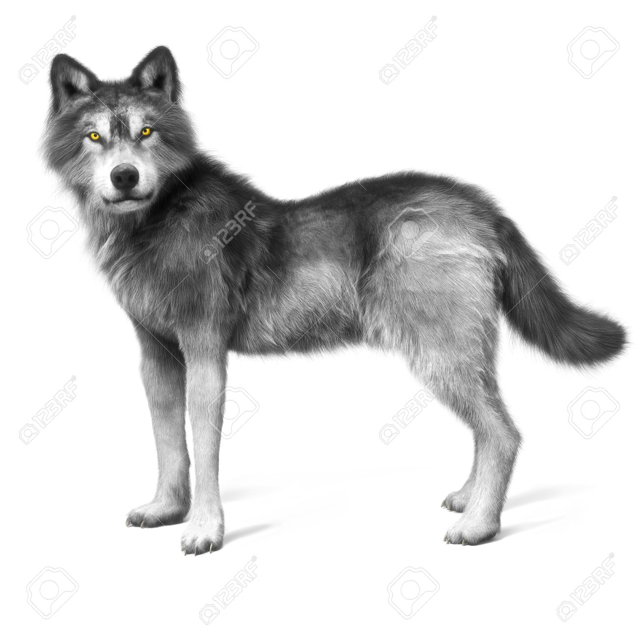 Grey Wolf On A White Background 3d Rendering Stock Photo