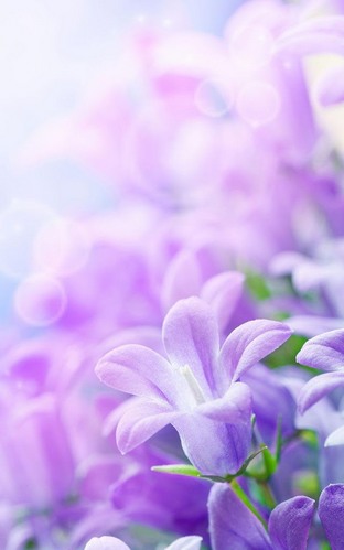 Descargar Lilac Flowers Para Android Gratis El Fondo De
