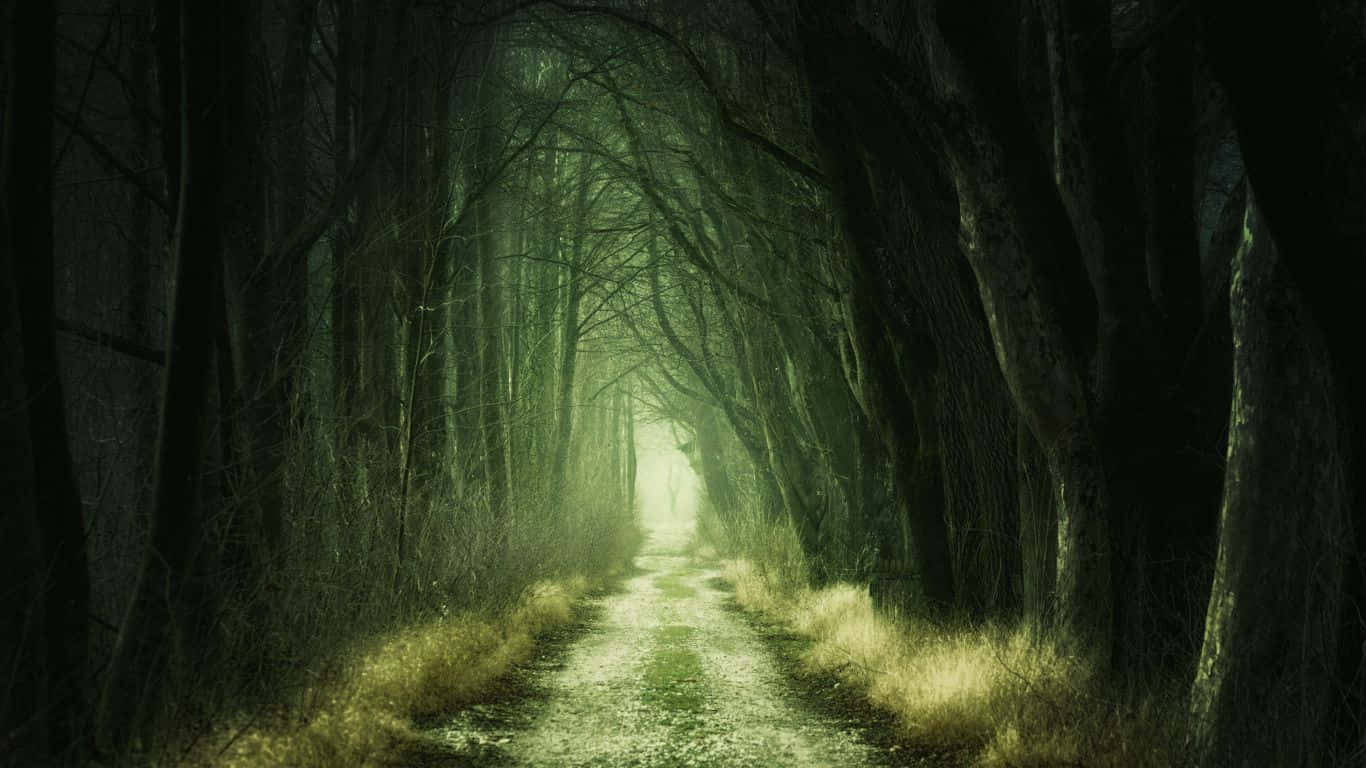 Dark Green Forest Wallpaper