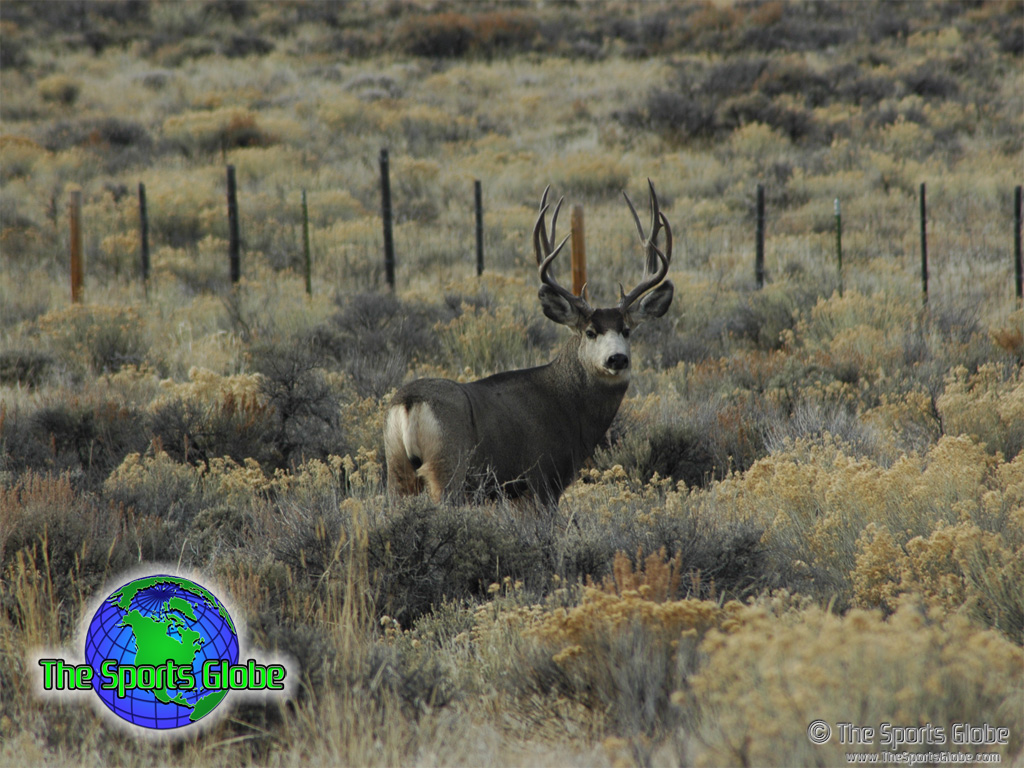 Buck Mule Deer Desktop Wallpaper Are Available In Standard And