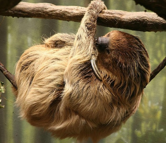 All About Baby Sloths Wallpaper Image For Android Videos